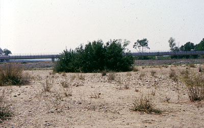 Flora mediterranea sulle rive del fiume, nei pressi di Madonna di Ripalta . (foto Gioacchino Albanese)