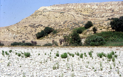 Il pianoro di Ripalta e la sponda del fiume Ofanto. (foto Gioacchino Albanese)
