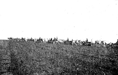 Aratura in batteria in una delle aziende Pavoncelli. ( foto d'epoca )