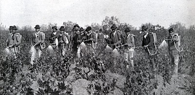 Trattamento chimico nel vigneto nelle proprietà dei Pavoncelli. (foto d'epoca )