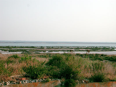 Zona lagunare nei pressi di Margherita di Savoia. (foto Gioacchino Albanese)