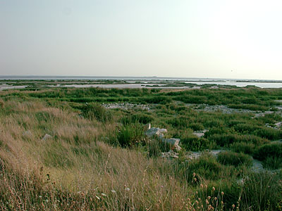Zona lagunare nei pressi di Margherita di Savoia. (foto Gioacchino Albanese)