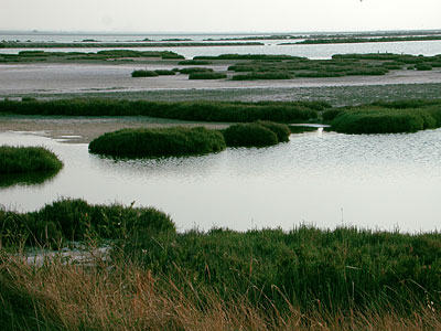 Zona lagunare nei pressi di Margherita di Savoia. (foto Gioacchino Albanese)