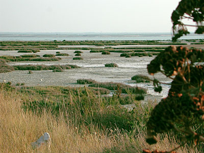 Zona lagunare nei pressi di Margherita di Savoia. (foto Gioacchino Albanese)