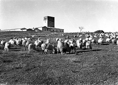 Ovini al pascolo all'ombra dell'antica torre alemanna. (Foto d'archivio della Regione Puglia)