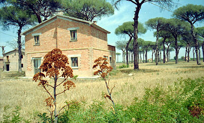 La pineta di Tressanti. (foto Gioacchino Albanese)