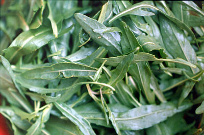 La rucola, detta anche "ruca", caratteristica verdura selvatica dal piacevole sapore un po' aspro. (foto Gioacchino Alba