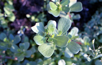 Piccoli capperi selvatici, buoni come insalata casalinga. (foto Gioacchino Albanese)