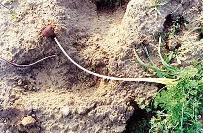 Il lampascione altro non è che una grossa cipolla selvatica, profondamente interrata. (foto Gioacchino Albanese)