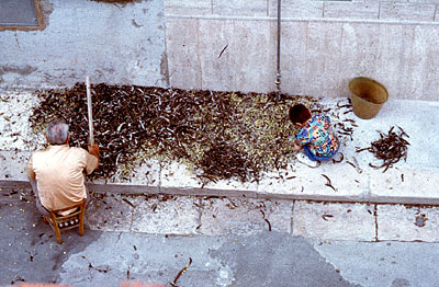 Le fave prima di essere conservate come secche venivano ribattute con un bastone per romperne i baccelli secchi. (foto G