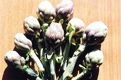 Carciofi che facevano parte delle verdure da conserva. (foto Gioacchino Albanese)