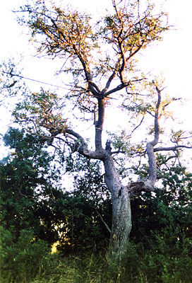 Albero di perazzi, una pianta selvatica che cresceva nelle mezzane. (foto Gioacchino Albanese)