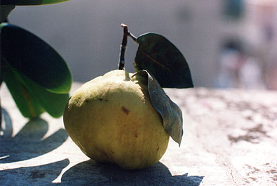 La mela Cotogna veniva usata anche per delle ottime marmellate. (foto Gioacchino Albanese)
