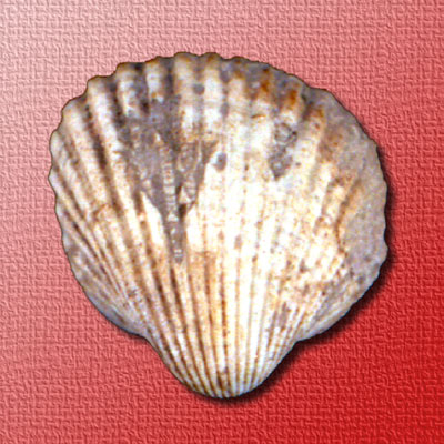 Conchiglia fossile ritrovata nei giacimenti fossili della zona di Ripalta che nelle passate ere geologiche era sepolta s