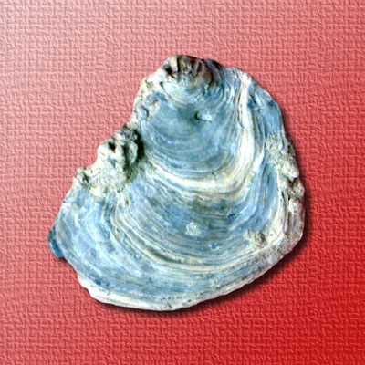 Conchiglia fossile di Madonna di Ripalta. (foto Gioacchino Albanese)