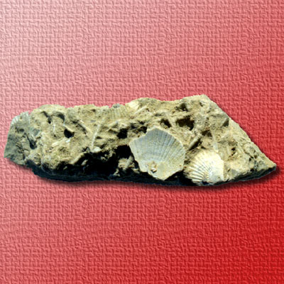 Concrezione di frammenti di conchiglie fossili di Madonna di Ripalta. (foto Gioacchino Albanese)