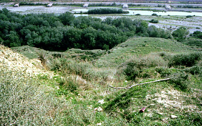 Tipo di flora mediterranea della zona del fiume Ofanto presso Madonna di Ripalta. (foto Gioacchino Albanese)