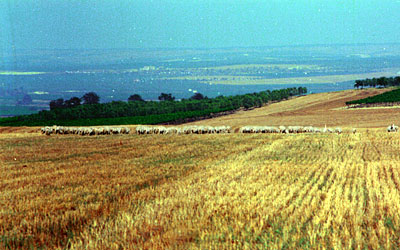 Estensioni di coltivazioni a grano presso la zona di Ripalta. (foto Gioacchino Albanese)