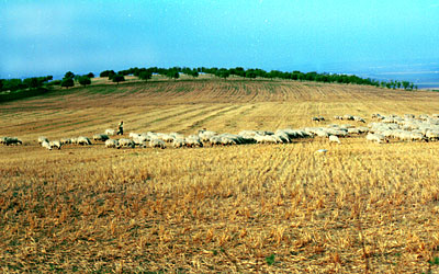 Pecore al pascolo nella zona di Ripalta. (foto Gioacchino Albanese)