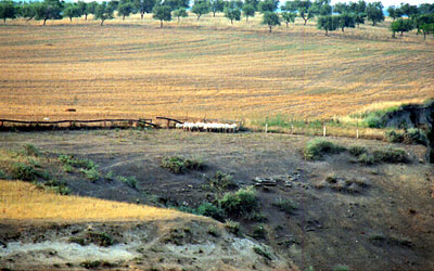 Area della masseria riservata al pascolo delle pecore. (foto Gioacchino Albanese)