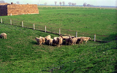 Area recintata riservata al pascolo delle pecore. (foto Gioacchino Albanese)