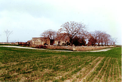 Masseria Profico: il muretto a secco che delimita gli spazi lavorativi. (foto Gioacchino Albanese)