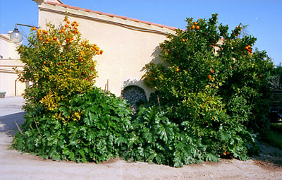 Masseria San Lorenzo: ambienti di servizio della masseria adattati alla ricezione agrituristica. (foto Gioacchino Albane
