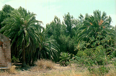 Stabilimento S. Marco: il giardino a palme vicino alla cantina. (foto Gioacchino Albanese)
