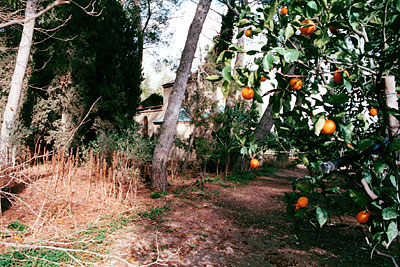 San Lilzo: pomario. (foto Gioacchino Albanese)