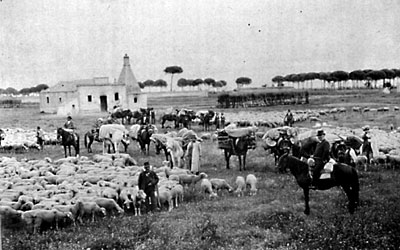 L'azienda santo Stefano, riconoscibile dal viale dei pini, prevedeva anche come attività economica l'allevamento del bes