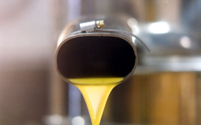 La spremitura a freddo come tecnica moderna conserva all'olio le sue qualità organolettiche. (foto Gioacchino Albanese)