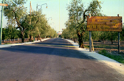 Masseria Scarafone: il viale antistante. (foto Gioacchino Albanese)