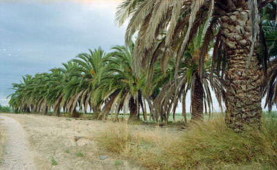 Masseria Tannoia: i palmizi. (foto Gioacchino Albanese)