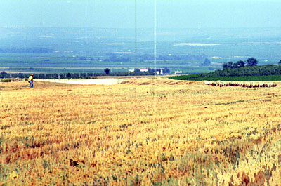 Campo di grano mietuto nei pressi di Madonna di Ripalta. (foto Gioacchino Albanese)