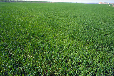 Campo di grano nei pressi dell'azienda Santo Stefano. (foto Gioacchino Albanese)