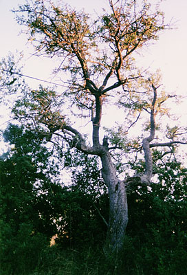 Un albero di perazzi che crescevano numerosi nelle mezzane. (foto Gioacchino Albanese)