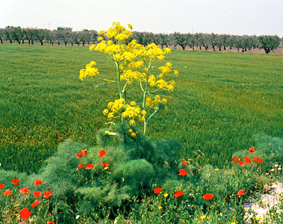 Zona Cerina: una pianta di Ferula in piena fioritura ad aprile. (foto Gioacchino Albanese)