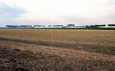 Pineta di Tressanti. (foto Gioacchino Albanese)