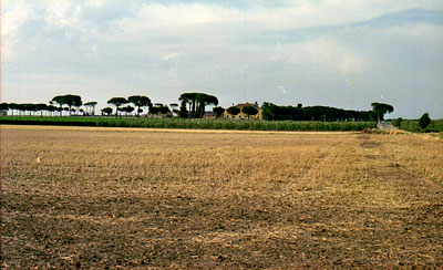 Pineta di Tressanti. (foto Gioacchino Albanese)