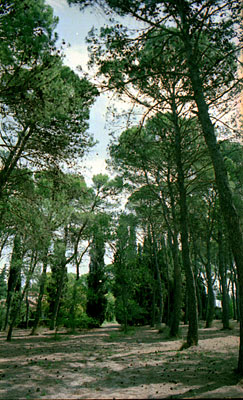 Pineta di villa S. Lilzo. (foto Gioacchino Albanese)