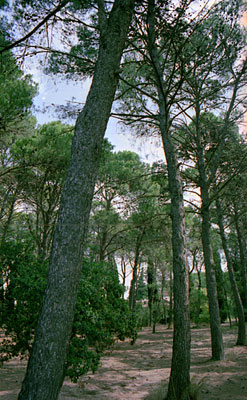Pineta di villa S. Lilzo. (foto Gioacchino Albanese)