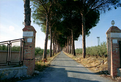Viale di pini di zona Pignatella . (foto Gioacchino Albanese)