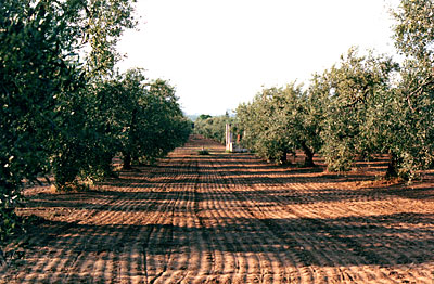 Oliveto in zona Capacciotti. (foto Gioacchino Albanese)