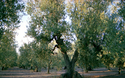 Oliveto in zona Santo Stefano. (foto Gioacchino Albanese)