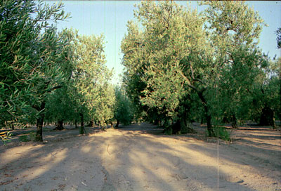 Oliveto in zona Santo Stefano. (foto Gioacchino Albanese)
