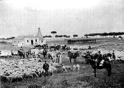 Località Santo Stefano. Masseria di pecore identificabile dal grosso camino che serviva per la cottura del latte e la pr